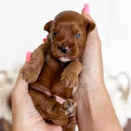 Whiskey - hunter collar boy - Red male Cavapoo puppy in Melbourne, Florida from Space Coast Doodle Co.