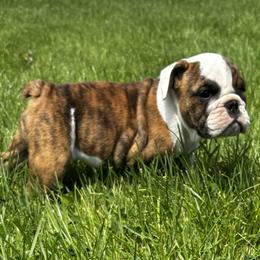 Rye - Red brindle and white female Bulldog puppy in Sanborn, New York from Anthony Manor Bulldogs