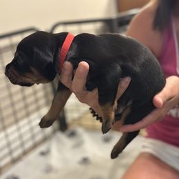 Boy 3 - Black and rust male Doberman Pinscher puppy in Vicksburg, Mississippi from Mississippi K9 Kennel