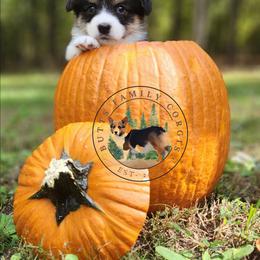 Orca - Black and white female American Corgi puppy in Cameron, North Carolina from Butts Family Corgis