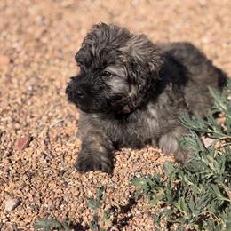Nova - Black and brindle female Bouvier des Flandres puppy in Wellington, Colorado from Blood Family Frenchies and Bouvs