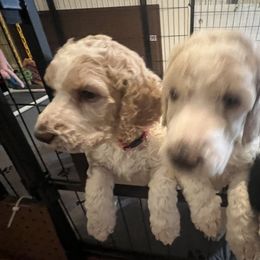 Australian Cattle Dog and Poodle Puppies from Hernwood Heelers & Poodles