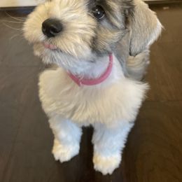 Miniature Schnauzer Puppies from L & R Miniature Schnauzers