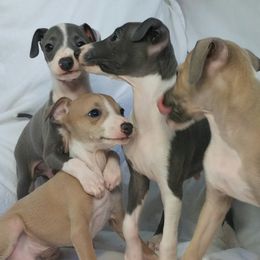 Italian Greyhound Puppies from Alura Italian Greyhounds