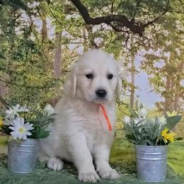 Orange - Light golden female Golden Retriever puppy in Salem, Ohio from Golden Pride Retrievers