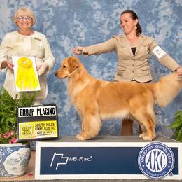 Glaze - Golden Retriever