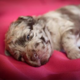 Melody - Brown merle female Mudi puppy in Gatlinburg, Tennessee from Greenbrier
