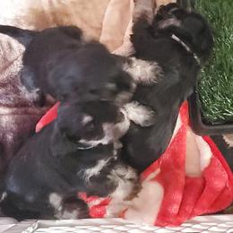 Miniature Schnauzer Puppies from Nature's Nook