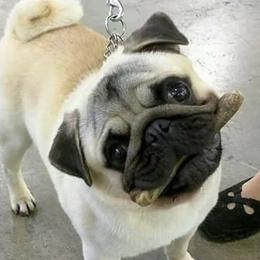 Pugs from Temple Gates Pugs