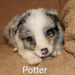 Mr Potter - Blue merle male Border Collie puppy in Crawfordsville, Indiana from Rescued Dreams Border Collies