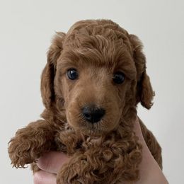 Poodles from Midwest Miniature Poodles