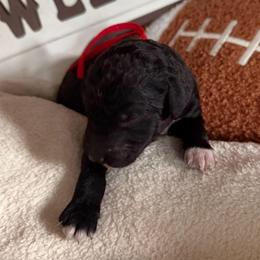 Sheep (Black white paw) - Black male Goldendoodle puppy in Toledo, Ohio from Avery Doodle Day LLC
