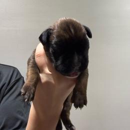 Female (red) - Fawn female Boxer puppy in Jamesville, New York from Reynolds Homestead Boxers