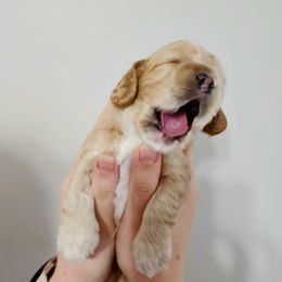 Cocker Spaniel Puppies from Lupine Cocker Spaniels