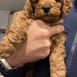 Goldendoodle Puppies from BasilBella’s Doodles