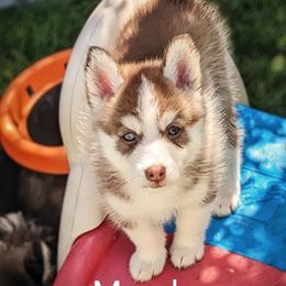 Meadow - Chocolate Pomsky puppy in Rochester, Minnesota from Gypsy Rose Pomskies