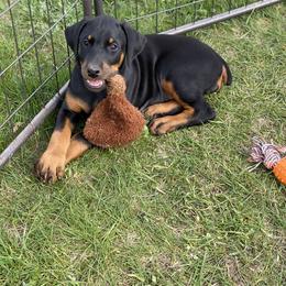 Doberman Pinscher Puppies from Jensen Dobermans