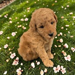 Peach - Apricot female Goldendoodle puppy in Gainesville, Florida from Pet Inn Xxweetdoodles
