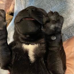 Thor - Black male Labrador Retriever puppy in Arlington, Iowa from Uncle Bucks Labrador Retrievers