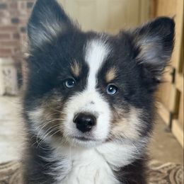 Bernie - Tri-color male Pomsky puppy in Magnolia, Texas from Solace Shelties and Pomskies