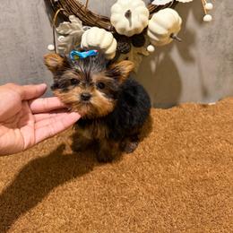 TIA TINY - Black and tan female Yorkshire Terrier puppy in Maple Heights, Ohio from Yorkiesllc