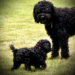 Australian Labradoodle Puppies from Tiny Treasures Australian Labradoodles