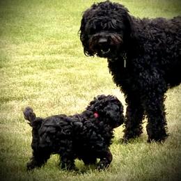Australian Labradoodle Puppies from Tiny Treasures Australian Labradoodles