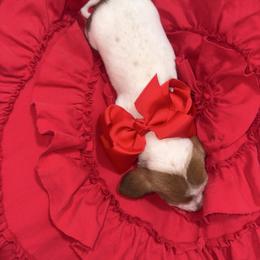 Lovie - Piebald female Dachshund puppy in Clarksville, Virginia from K&C Miniature Dachshunds