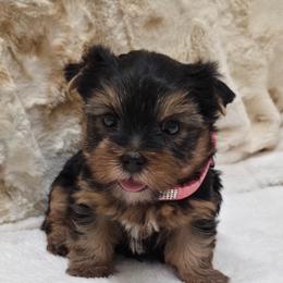 Charolette - Blue and gold female Yorkshire Terrier puppy in Monticello, Iowa from Ashley’s Puppies
