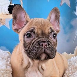 Boy 3 - Conn - Liver male French Bulldog puppy in Elberton, Georgia from Ioney's Southern Paws Shelties, Frenchies, and Yorkies