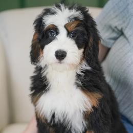 Jimmy (socialization program student) - Tri-color male Bernedoodle puppy in Dundee, Ohio from Down Home Doodle