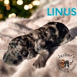 Boy 1 - Merle male Goldendoodle puppy in Sterling, Connecticut from Justine’s Retrievers and Doodles