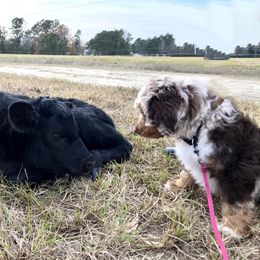 Aussiedoodle Puppies from Gore Doodle Ranch