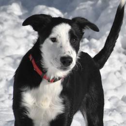 Josh - Border Collie puppy in Strafford, Vermont from Thundering Paws Farm