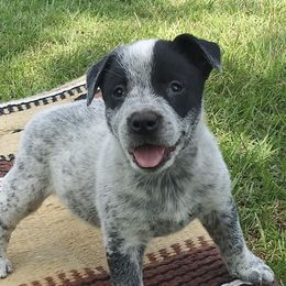 Australian Cattle Dogs from Shelbyland