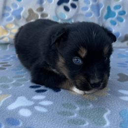 Boy 2 - Black tri-color male Australian Shepherd puppy in Oklahoma from DRB Dachshunds