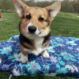 Weston - Pembroke Welsh Corgi puppy in Conklin, Michigan from Stoutmeyer's Pembroke Welsh Corgis