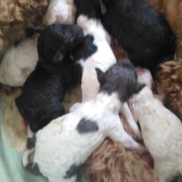 Poodle Puppies from Country Pups Poodles