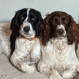 English Springer Spaniel All Grown Up from Sho-Me Springers