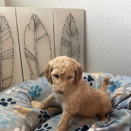 Goldendoodle Puppies from Daisy’s Doodles