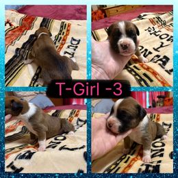 T-Girl-3 - Fawn female Boxer puppy in Evington, Virginia from Buffalo Creek Boxers