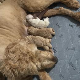 Goldendoodle Puppies from Doodles and More