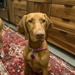 Vizsla Puppies from Virag Vizsla
