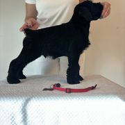Boy 3 - Black Standard Schnauzer puppy in Lakebay, Washington from Jolanie Schnauzers
