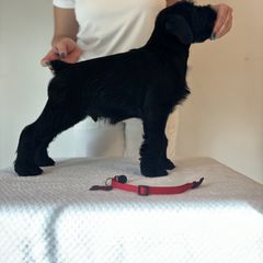 Boy 3 - Black Standard Schnauzer puppy in Lakebay, Washington from Jolanie Schnauzers