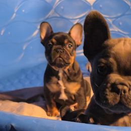 Boy 1 - Blue male French Bulldog puppy in Rogers, Arkansas from Freaky Frenchies