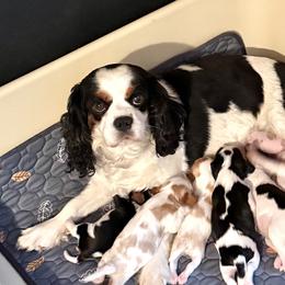 Izzy - Cavalier King Charles Spaniel