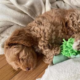 Australian Labradoodle Puppies from Llewellyn's Grove Labradoodles