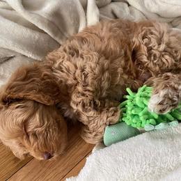 Australian Labradoodle Puppies from Llewellyn's Grove Labradoodles