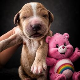 Cheer Bear - Apricot female Goldendoodle puppy in Rocky Point, North Carolina from CelticDoods